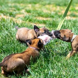 Belgian Malinois Puppies from Hershel's