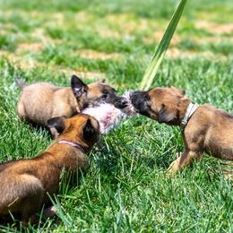 Belgian Malinois Puppies from Hershel's