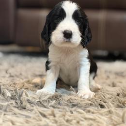 North - Black and white female English Springer Spaniel puppy in Fort White, Florida from Thunderbird Springers
