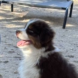 Australian Shepherd Puppies from Copper Sky Aussies of the Cental Coast