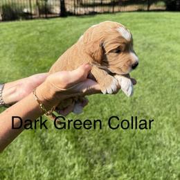 Dark Green Collar - Cream male Goldendoodle puppy in Landis, North Carolina from Shelbys Doodle Farm