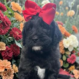 Star - Black female Goldendoodle puppy in Prosperity, Pennsylvania from Stelladoodles & Company