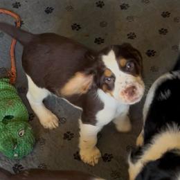Duke - Liver white and tan male English Springer Spaniel puppy in Sonora, California from Sonora Hills ESS