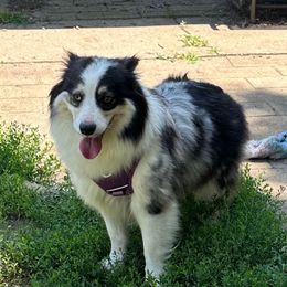 Dakota - Blue merle female Australian Shepherd puppy in Rockford, Illinois from Andover Aussies