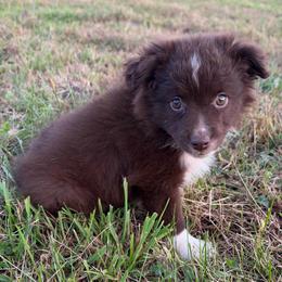 Jesse - Red & white female Miniature Australian Shepherd puppy in Stuart, Iowa from Arbor Hill Aussies