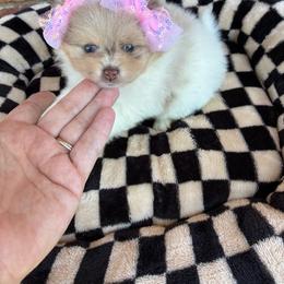 Amy - Chocolate merle female Pomeranian puppy in Inola, Oklahoma from My Bella’s Pomeranians