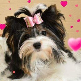 Mari - Biewer Terrier