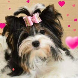 Mari - Biewer Terrier