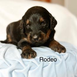 Rodeo - Phantom male Goldendoodle puppy in Pasco, Washington from Camp Doodle Woods