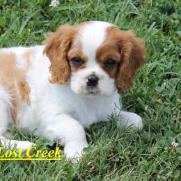 Eli - Blenheim male Cavalier King Charles Spaniel puppy in Quapaw, Oklahoma from Lost Creek Cavaliers