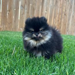 Boy 2 - Black and tan male Pomeranian puppy in Abilene, Texas from Blessedpoms