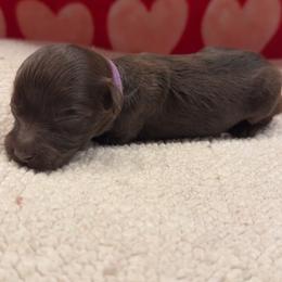 Purple Girl - Chocolate female Australian Labradoodle puppy in Oxford, Mississippi from Stony Brook Australian Labradoodles