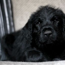 Femi - Labradoodle puppy in Easley, South Carolina from Moore than Dogs