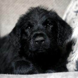 Femi - Labradoodle puppy in Easley, South Carolina from Moore than Dogs