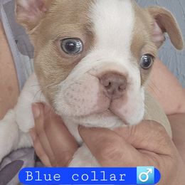 Blue collar boy - Seal and white Boston Terrier puppy in Versailles, Indiana from Benhams Bostons