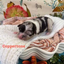 Girl 2 - female Australian Shepherd puppy in El Dorado Springs, Missouri from OR Aussies