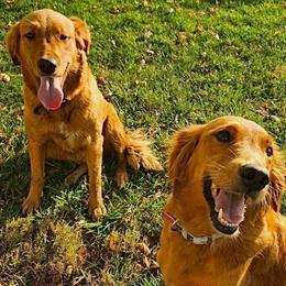 Sadie - Golden Retriever