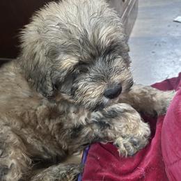 Bouvier boy - Brindle male Bouvier des Flandres puppy in Bethlehem, Connecticut from Bouviers Gate House