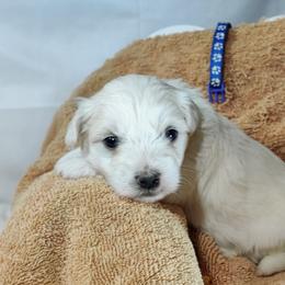 Moe: OFA parents - White male Coton de Tulear puppy in Westfield, North Carolina from Legacy Pets
