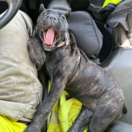 Cane Corso Puppies from JSM Corsos