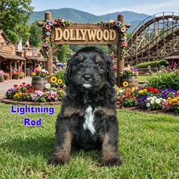 Lightning Rod - Phantom male Bernedoodle puppy in Banner Elk, North Carolina from Walnut Tree Bernedoodles