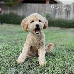 Libby - Goldendoodle