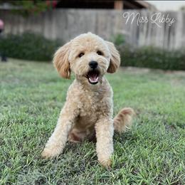 Libby - Goldendoodle