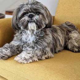 Cockapoo, Goldendoodle, and Shih Tzu All Grown Up from Dogue, where fashion meets fur