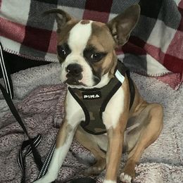 Boston Terriers from Ashley Moore's Boston Terriers