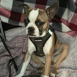 Boston Terriers from Ashley Moore's Boston Terriers