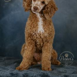 Chili - Poodle
