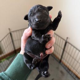 Teal - Black female Labrador Retriever puppy in Buckley, Washington from Buckley Labradors