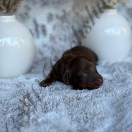 Dachshund Puppies from CSW Dachshunds