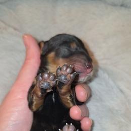 Black and tan (white on chest) - Black and tan male Dachshund puppy in West Plains, Missouri from Spring Creek Dachshunds