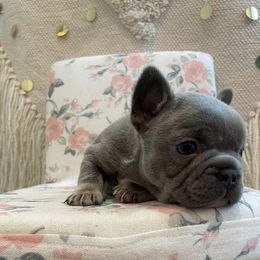 French Bulldog Puppies from For the Luv of Frenchies