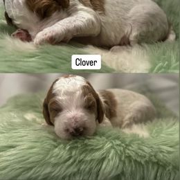 Goldendoodle Puppies from The Doodle House