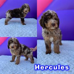 Bernedoodle Puppies from Over the Moon Poodles and Doodles
