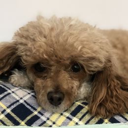Aggie - Poodle