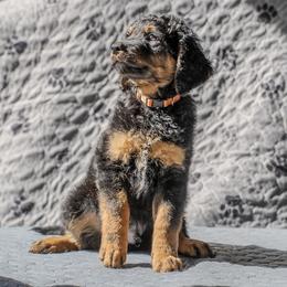 Goldendoodle Puppies from New Caney Doodles