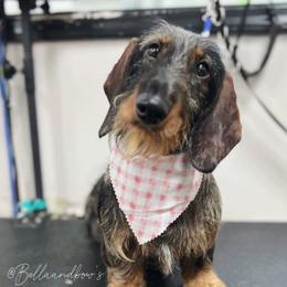 Freyja - Dachshund