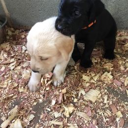 Labrador Retriever Puppies from Gray Light Kennels