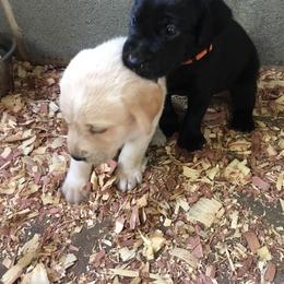 Labrador Retriever Puppies from Gray Light Kennels