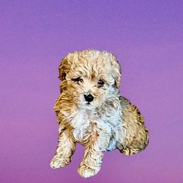 Mystique - Apricot female Maltipoo puppy in Bells, Texas from Partridge Doodles and Poodles