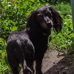 Shiloh - Dachshund