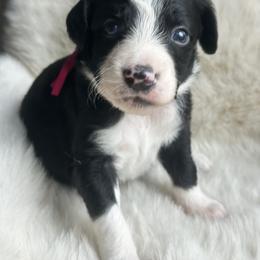 Aussiedoodle and Miniature Australian Shepherd Puppies from The Finished Dog