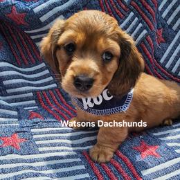 Rocky - Sable male Dachshund puppy in Gilmer, Texas from Watsons Dachshunds