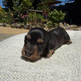 Mini - Black and tan female Dachshund puppy in Santa Rosa, California from Signature Mini Dachshunds