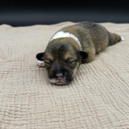 Rowan - Sable male Pembroke Welsh Corgi puppy in Elberta, Utah from 3F Farms- Pembroke Welsh Corgis and Irish Wolfhounds