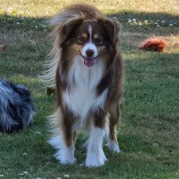 Ransom - Toy Australian Shepherd
