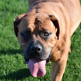 Zuri - Boerboel
